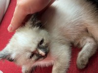 Çok uysal ve sevecen british shorthair