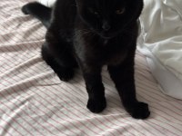 Siyah scottish fold kızımıza yuva arıyoruz