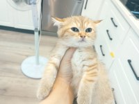Golden son kalan erkek yavru british shorthair