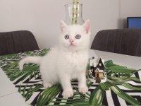 British shorthair süt beyaz