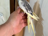 47 GÜNLÜK PİED SULTAN PAPAĞANI BEBEK