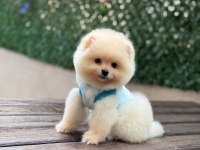 Pomeranian bebekler