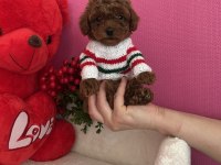 Red brown toy poodle yavrular