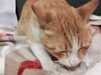 Cana yakın Behlül sokağa terk edilmiş bir ev kedisi