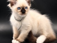 SAFKAN RAGDOLL BEBEKLER