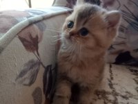 British shorthair yavrumuz teslime hazır