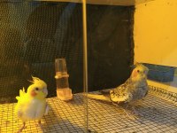 Sultan Papağanı Lutino Ve Pearl Yavru Garantili