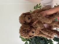 Birbirinden Güzel Toy Poodle Bebeklerimiz