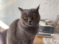 British Shorthair Ücretsiz Sahiplendirme