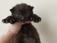 Kendi kedimin scottish fold yavruları