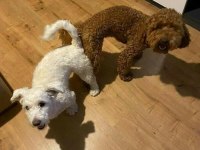 White terrier bebekler tatlımı tatlı