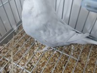 JUMBO GÜZEL FORM DİŞİ MUHABBET KUŞU GÖSTERİŞLİ