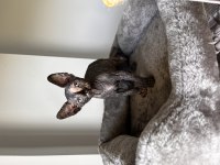 Dişi Sfenks (sphynx) yavruları