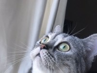 DİŞİ BRİTİSH SHORTHAİR KEDİME EŞ ARAMAKTAYIM