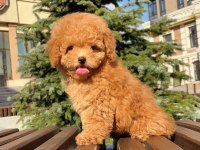 Toy Poodle Prenses