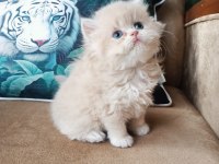 British Longhair golden erkekler