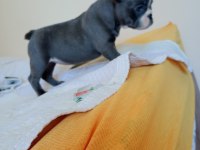 A kalite french bulldog yavrular