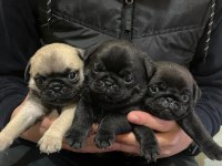Pug (rıfkı) bebekler