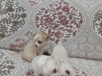 Teacup şivava