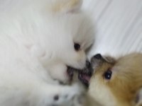 Minik pomeranian yavrularımız yeni yuvasını arıyorlar