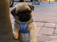 Pug Mops 55 65 Günlük Erkek Dişi Yavrular