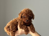 KORE YAVRUSU A KALİTE TEACUP RED BROWN TOY POODLE YAVRULAR
