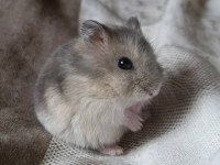 FIRINDAN TAZE ÇIKAN GONZALES HAMSTER YAVRULARI