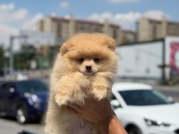 Ankaranın en seçkin pomeranian boo yavruları