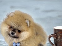 ÜST SEGMENT POMERANİAN BOO AYI SURAT ERKEK YAVRUMUZ ANTALYA