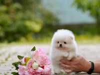 Pomeranian Boo Teddy