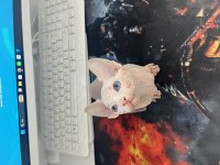 Sfenks 1.5 aylık erkek kedimiz