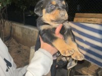 A kalite rottweiler bebeklerimiz
