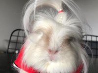 YAVRULARI İLE BERABER SAHİPLENDİRİLECEK GİNE PİGLER