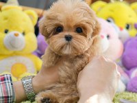 Seker kivaminda cok ozel toy poodle bebeklerimiz