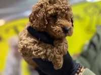 TOY POODLE DÜNYASI