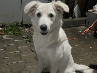 ACİL YUVA KÖPEĞİMİZE