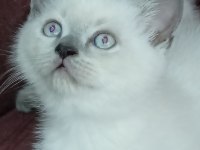 Blue point ve scottish fold yavrular 7 tane
