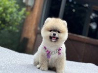 Yavru Pomeranian Boo Köpeklerimiz