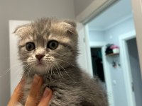 Scottish fold yavru 1 aylık