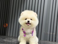 Show Kalite Pomeranian Boo Köpekler