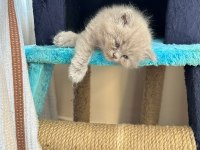 British Shorthair 2.5 Aylık