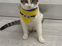 Kedime koruyucu yuva arıyorum