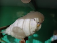 Jumbo kırmızı göz muhabbet kuşu yavru