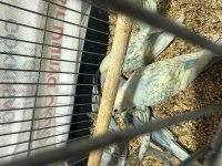 2000 kaliteli mutasyon bebek bilezikli muhabbet kuşu