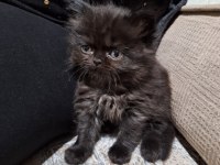 4 tane chinchilla 1 siyah 2 red point 1 turunculu beyazlı
