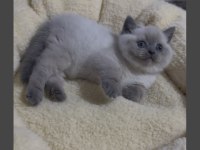 SAFKAN BLUE POİNT BRİTİSH YAVRULARIMIZ