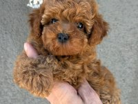 Sağlık Ve Irk Garantili Kore Poodle
