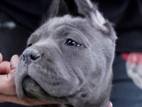 Sağlık ve ırk garantili cane corso yavru