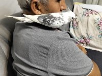 9 aylık erkek sultan papağanı