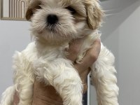Yavru Shih tzu larım